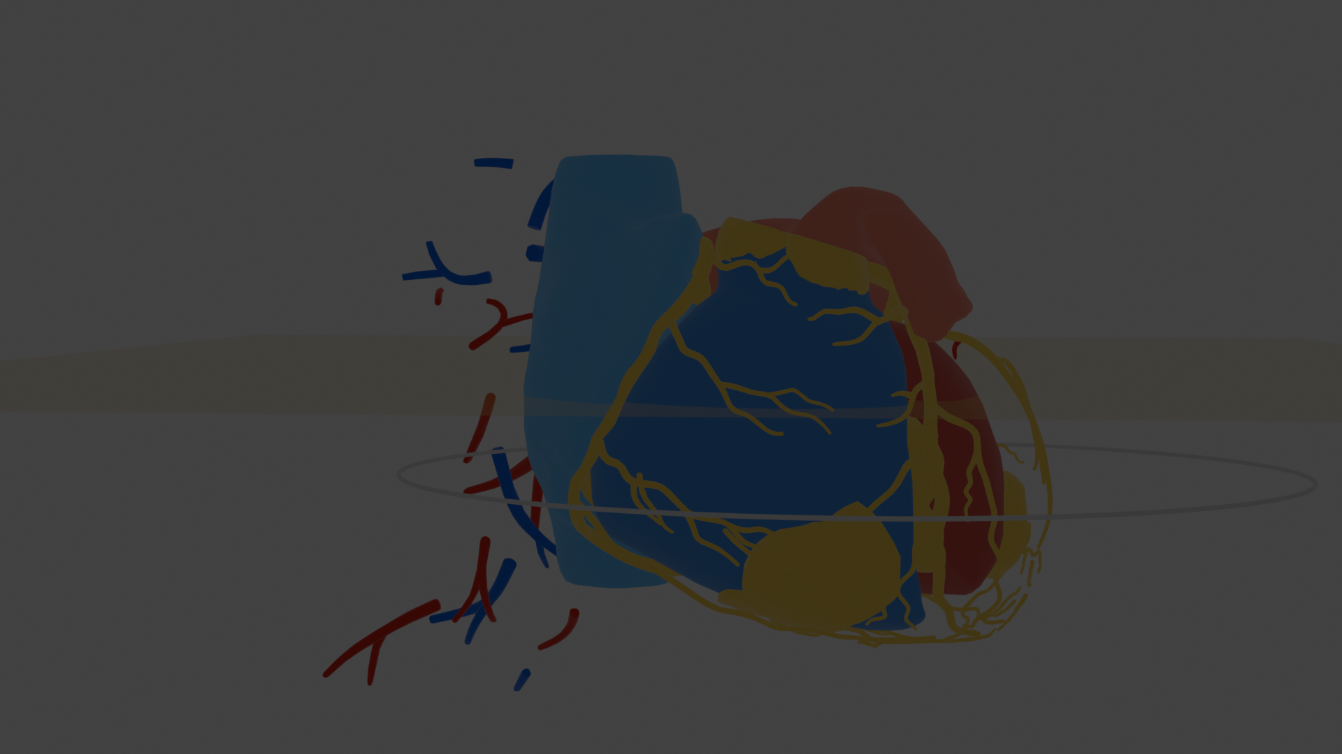 Heart anatomy educational visualization